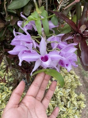 Dendrobium anosmum