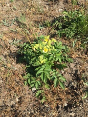 Potentilla crantzii