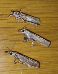 Agriphila geniculea