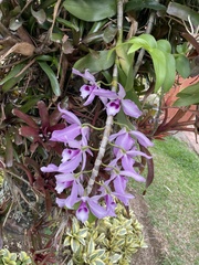 Dendrobium anosmum
