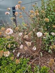 Viburnum carlcephalum