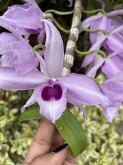 Dendrobium anosmum