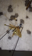 Agriphila geniculea
