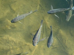Oreochromis