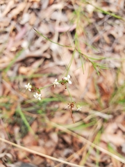 Platysace linearifolia