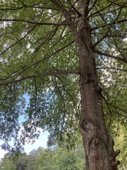 Quercus palustris