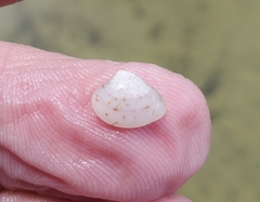 Transennella conradina