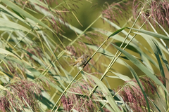 Phylloscopus