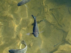 Oreochromis
