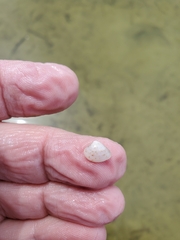 Transennella conradina