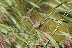 Phylloscopus
