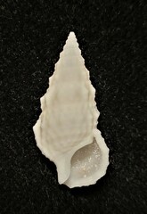 Cerithium eburneum