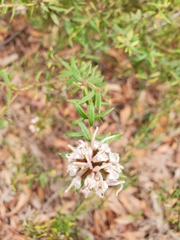 Grevillea phylicoides
