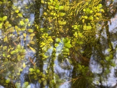 Nasturtium officinale