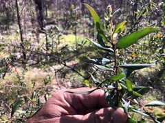 Persoonia sericea