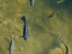 Oreochromis