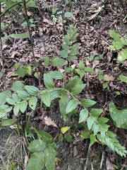 Lithospermum tuberosum