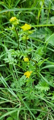 Rorippa sylvestris
