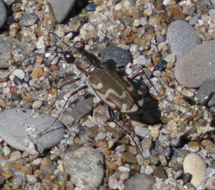 Cicindela repanda