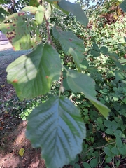 Corylus avellana