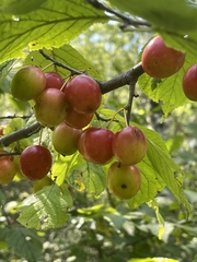 Prunus nigra