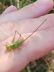 Conocephalus hastatus