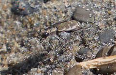 Cicindela repanda