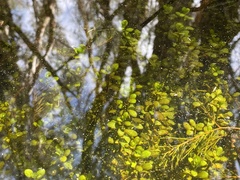 Nasturtium officinale