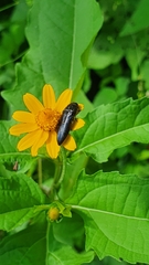 Acmaeodera impluviata
