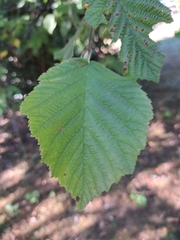 Corylus avellana