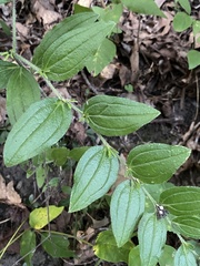 Lithospermum tuberosum