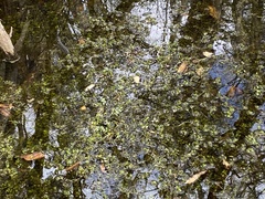 Nasturtium officinale