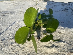 Ipomoea pes-caprae