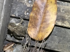 Bufo bankorensis