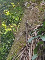 Basiliscus basiliscus