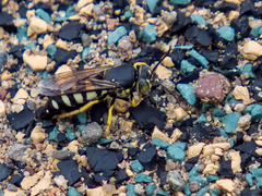 Bicyrtes quadrifasciatus