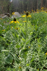 Rudbeckia californica