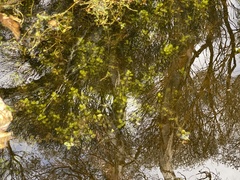 Nasturtium officinale