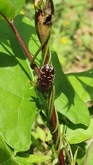Euphoria leucographa