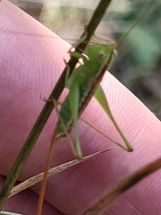 Conocephalus hastatus