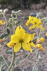 Senna covesii