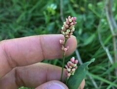 Persicaria maculosa