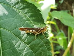 Omalotettix chapadensis