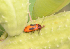 Oncopeltus fasciatus