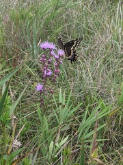 Papilio palamedes