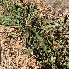 Plantago lanceolata