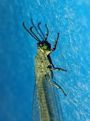 Myrmeleon