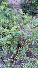 Baptisia australis