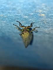 Myrmeleon