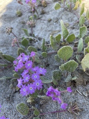 Abronia umbellata